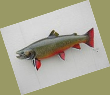 The mount of the largest brook trout ever caught...