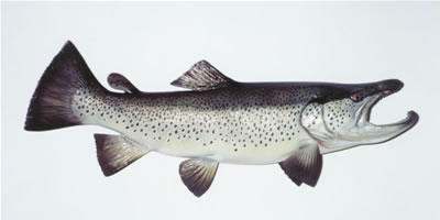 Hookjaw Brown Trout
