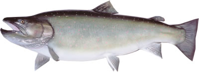 Beautiful Bull Trout