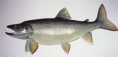Monster Lake Trout