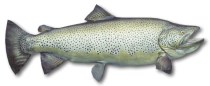 German Brown Trout