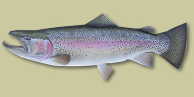 Pretty Trophy Rainbow Trout...