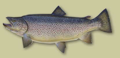 Ricks 19 pound brown...